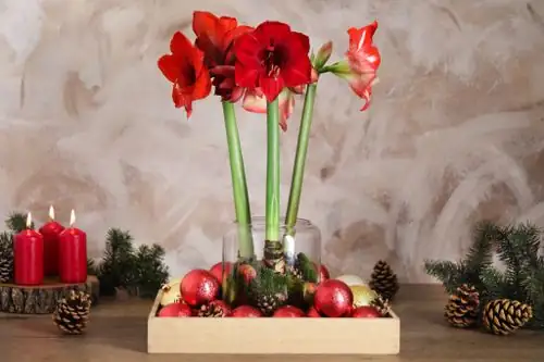 amaryllis dining table centerpiece