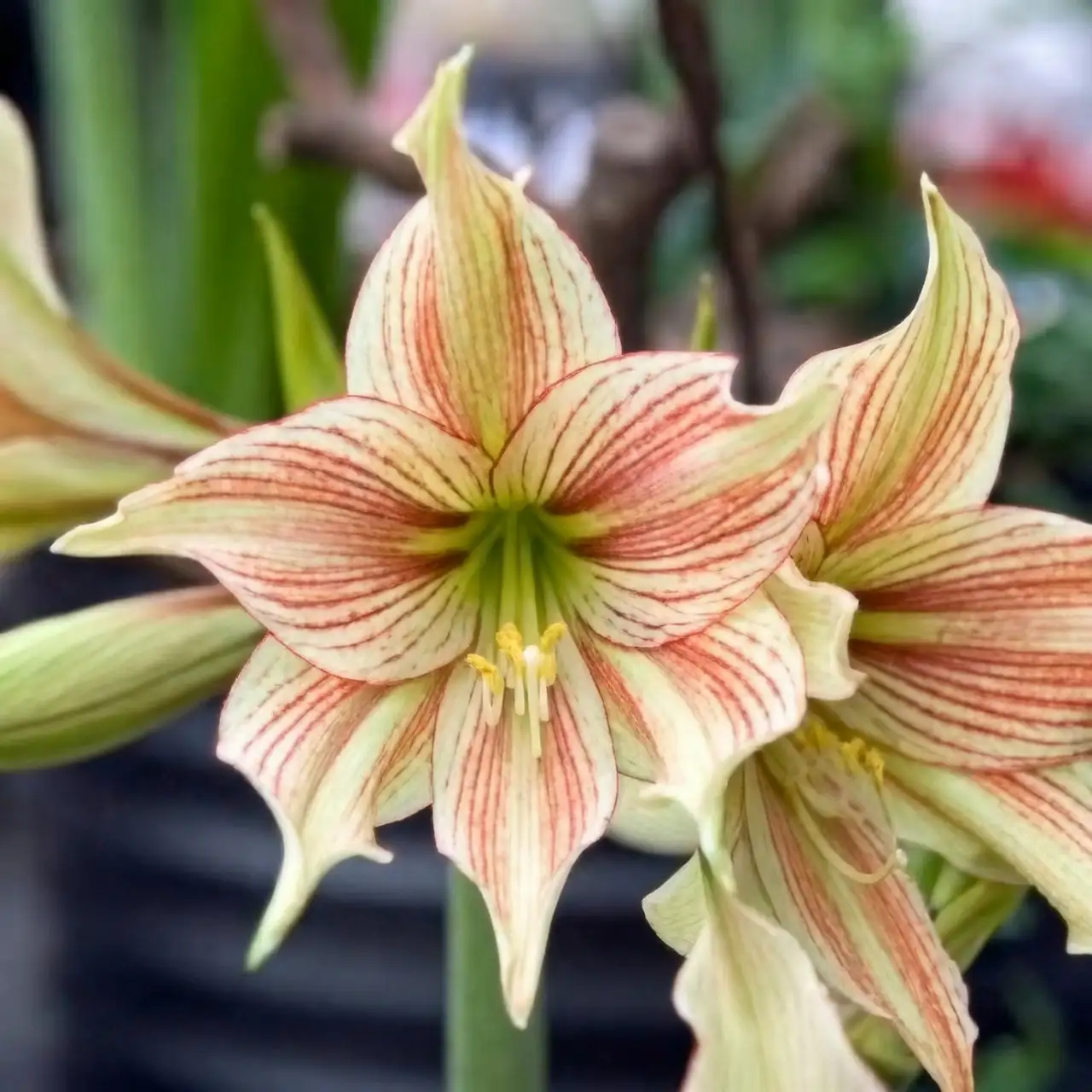 amaryllis mixed floral arrangement