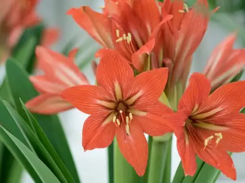 Propagation Masterclass: Growing Your Own Amaryllis Offsets