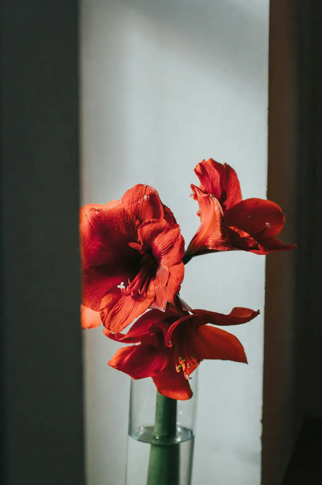 amaryllis bulb with offsets