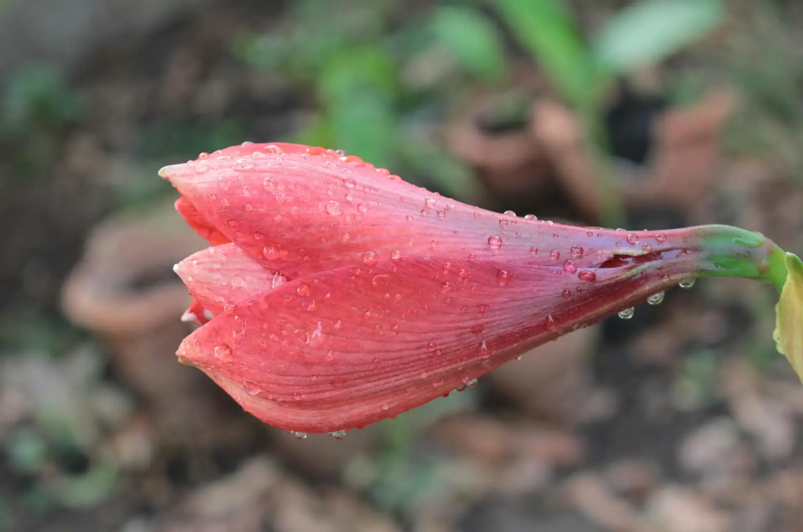 amaryllis offset in pot with soil