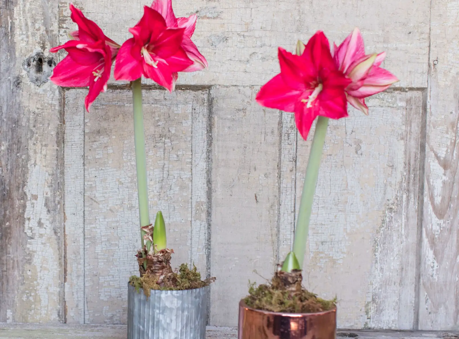 Companion Planting with Amaryllis: Create a Thriving Indoor Garden