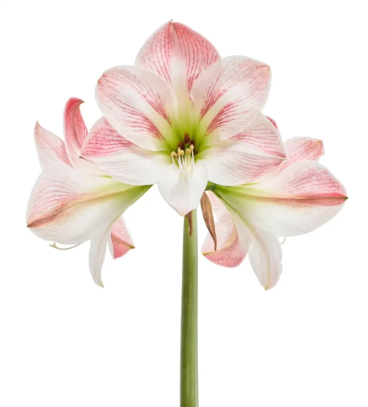 paperwhites and amaryllis together
