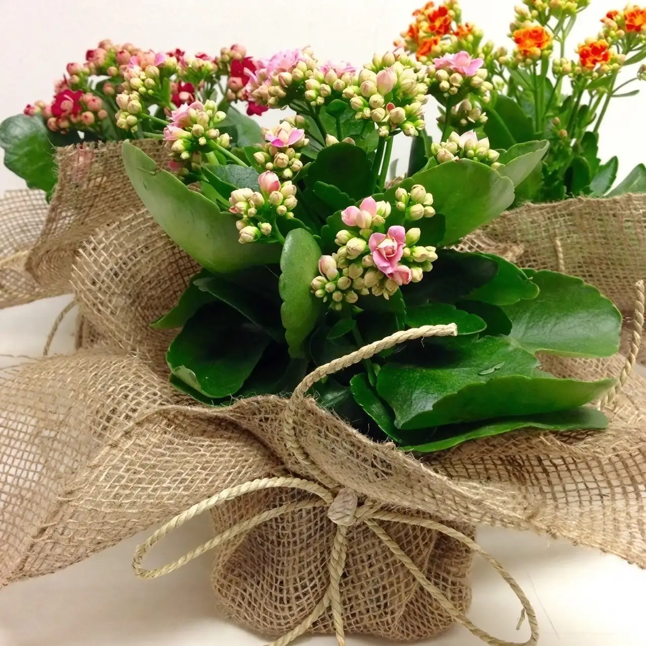 kalanchoe and amaryllis arrangement