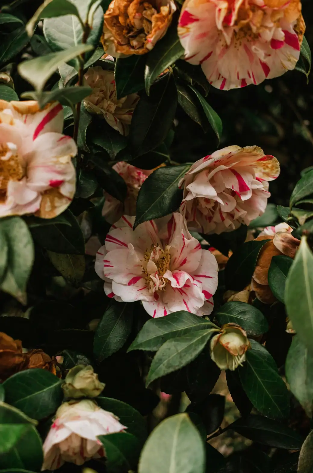 From Samurai Gardens to Global Fame: The Fascinating Journey of Camellia japonica