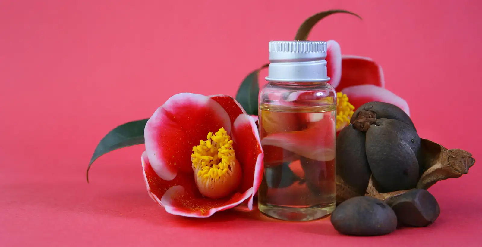 Camellia japonica oil extraction process
