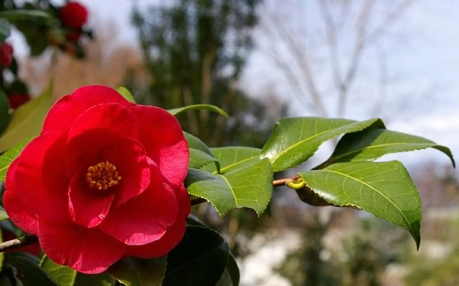 Camellia japonica in art and literature