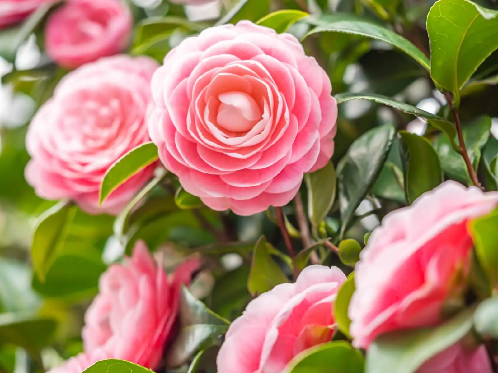 Camellia japonica cultivation care tips