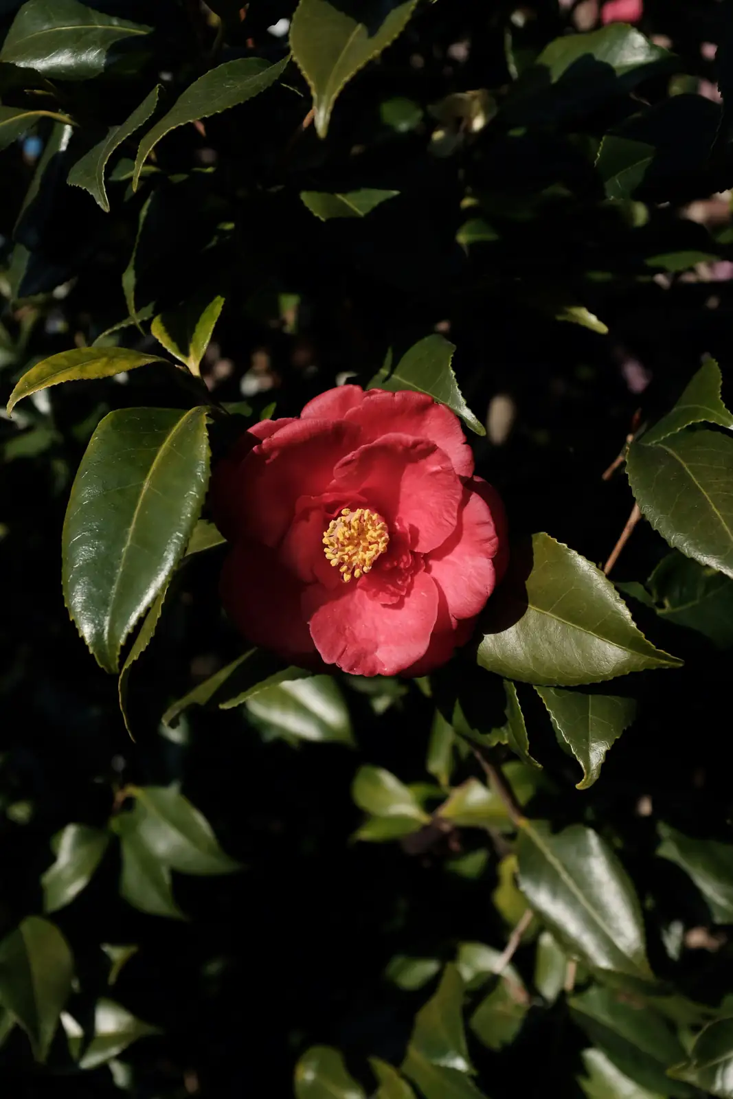 Quirky Camellias: Fun Facts You Didn’t Know About Your Favorite Shrub
