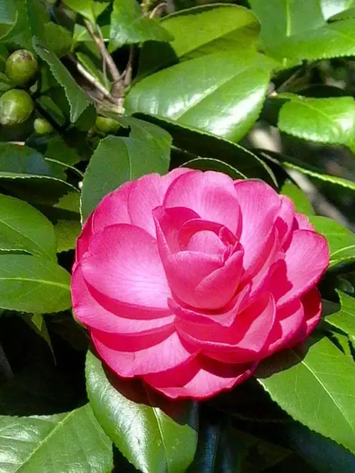 Camellia japonica close-up bloom