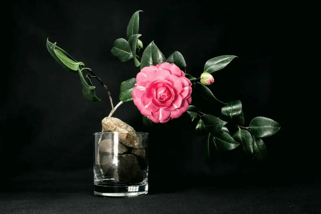 Camellia japonica cultural symbolism