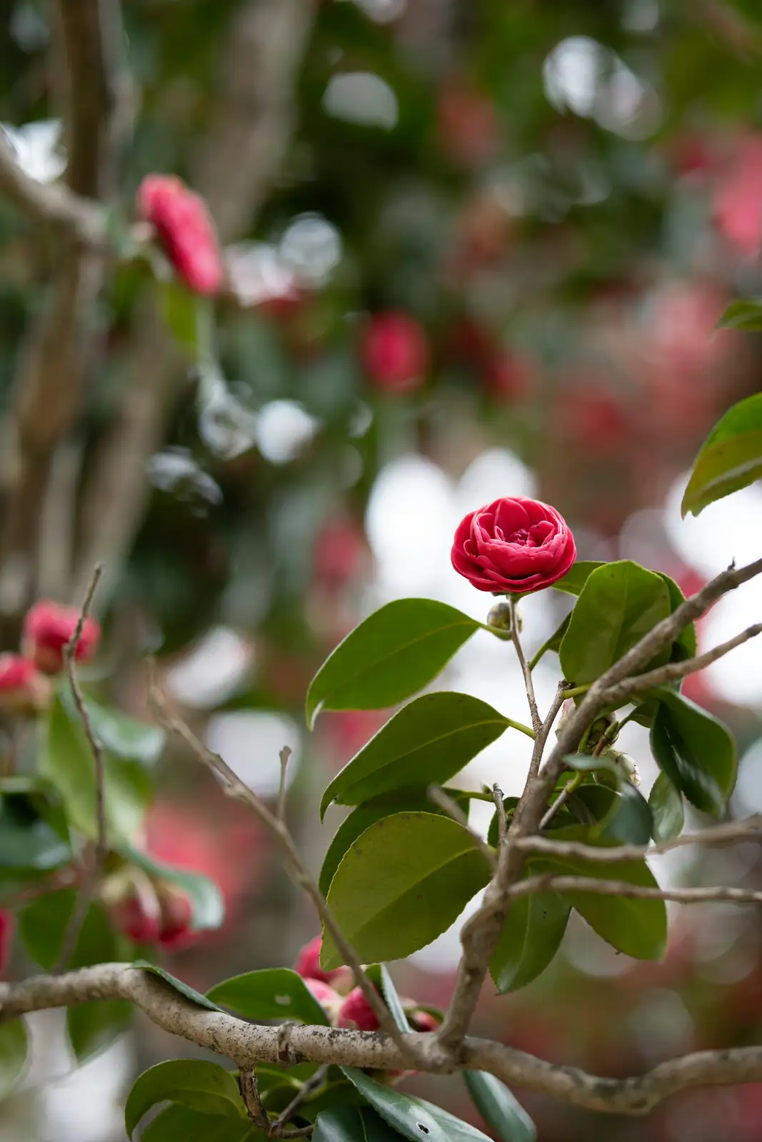 Red camellia close-up