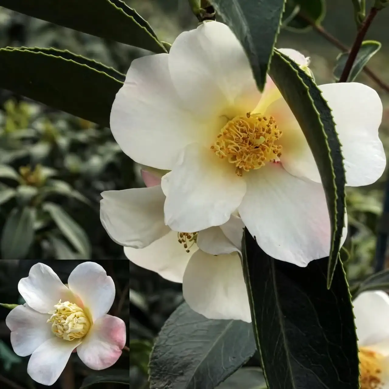 Propagation Masterclass: Multiply Your Camellias Like a Pro