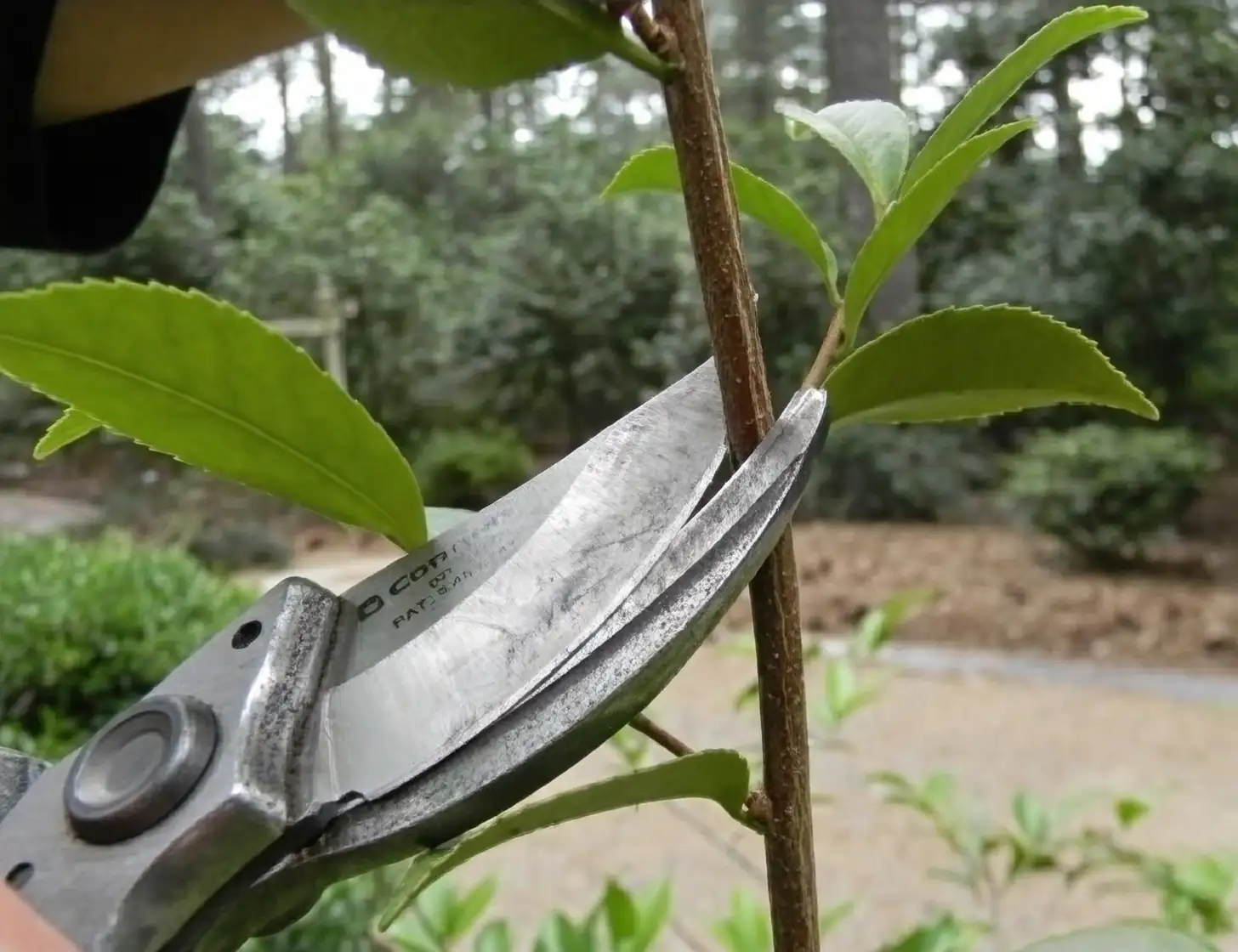 Camellia cutting preparation