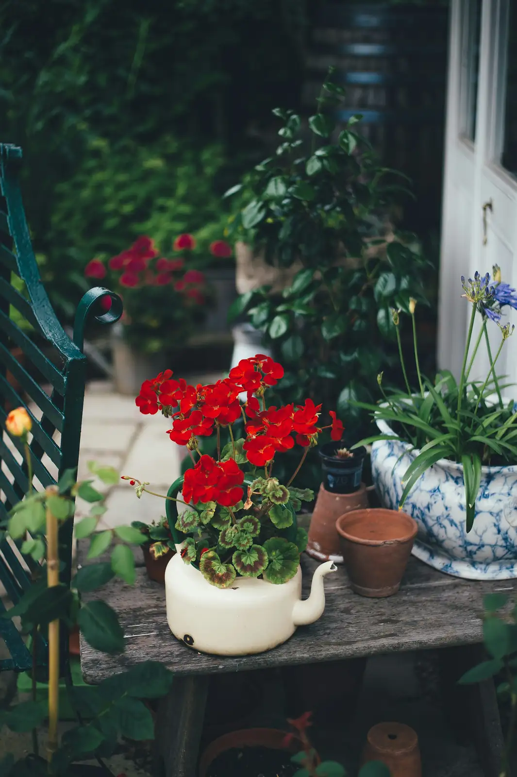 Camellia cuttings in pot