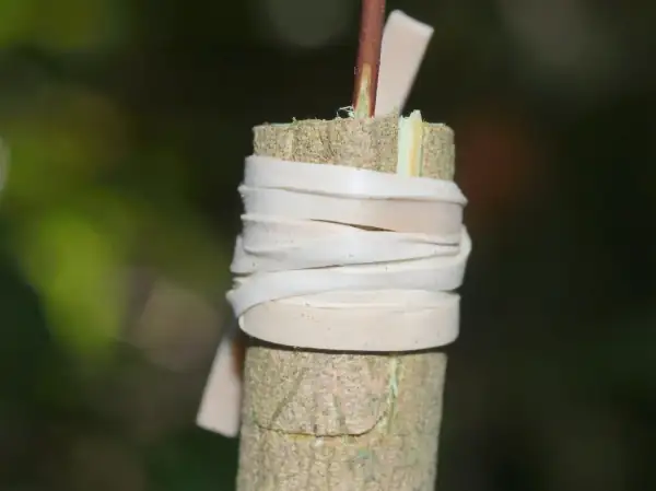 Camellia grafting process