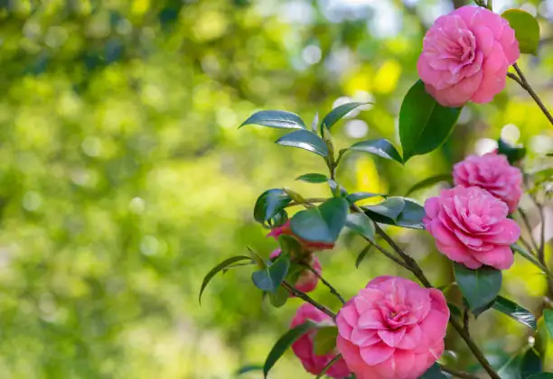 Companion Planting with Camellias: Creating a Harmonious Garden