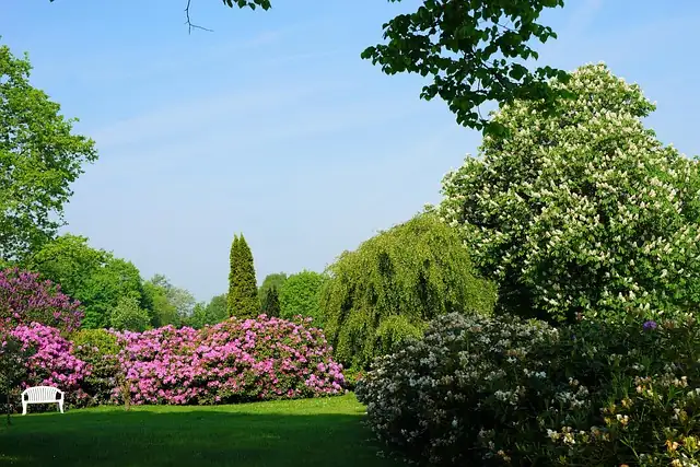 rhododendrons and azaleas garden
