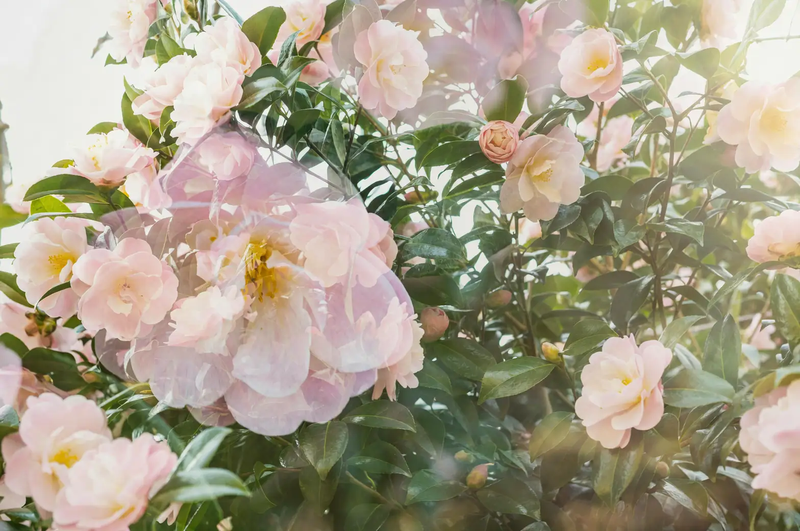 daffodils and camellias together