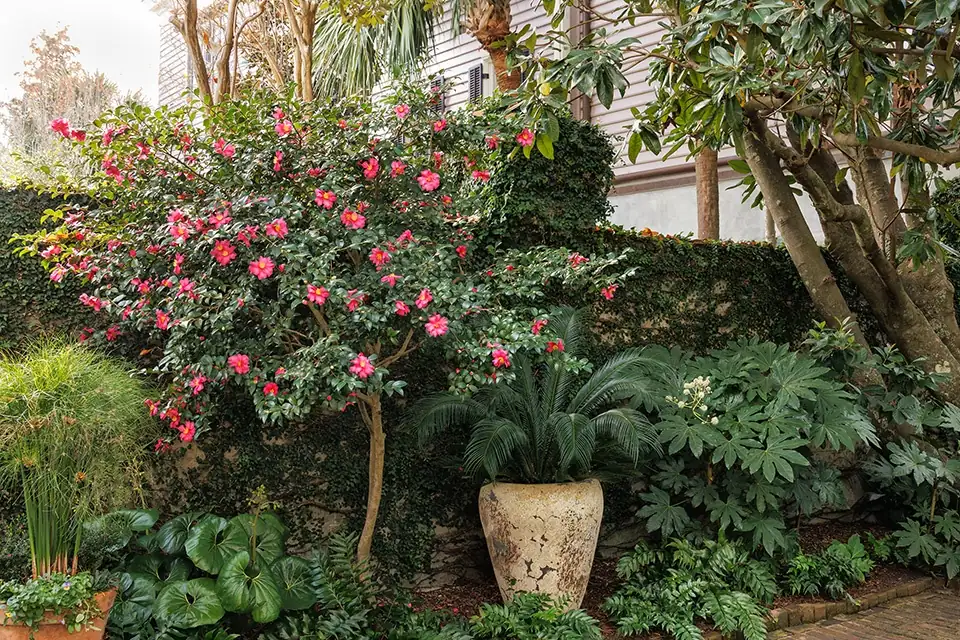 garden symphony with camellias