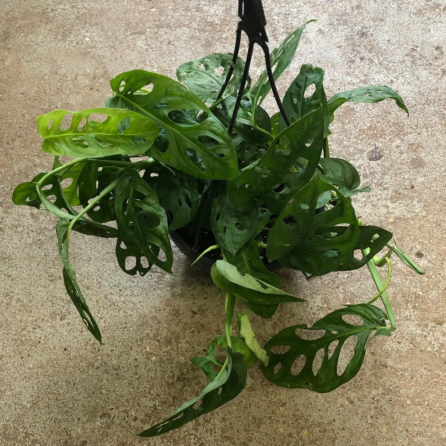 Mastering Monstera: A Watering Guide for the Swiss Cheese Vine