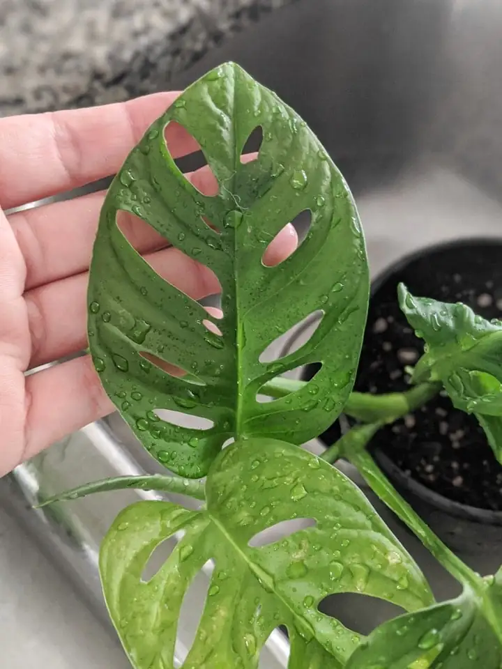 watering Monstera adansonii soil check