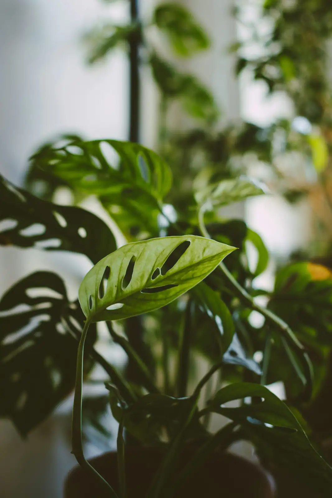 Monstera adansonii yellow leaves
