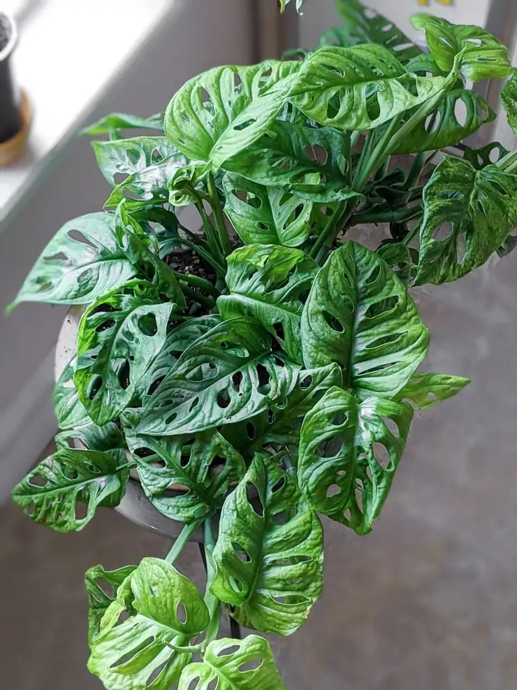 Monstera adansonii bright indoor setting