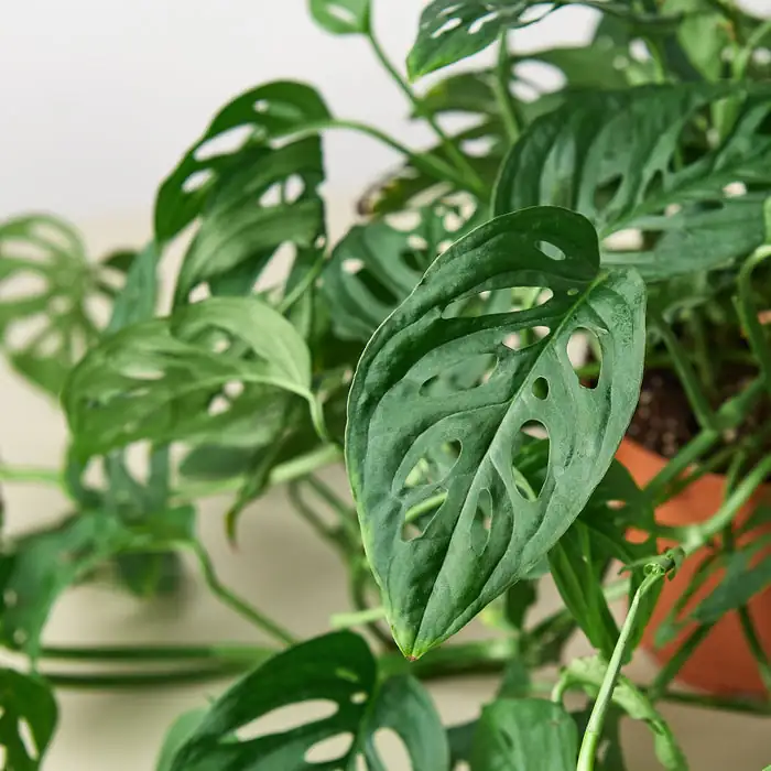 Bugs Beware! Keeping Your Swiss Cheese Vine Pest-Free