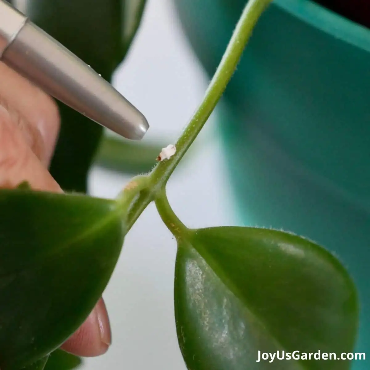 mealybugs on plant leaves close-up
