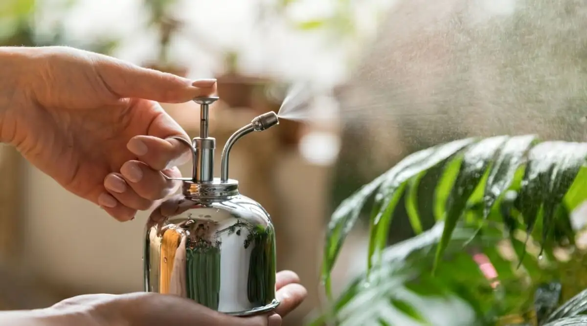 person spraying plant with water