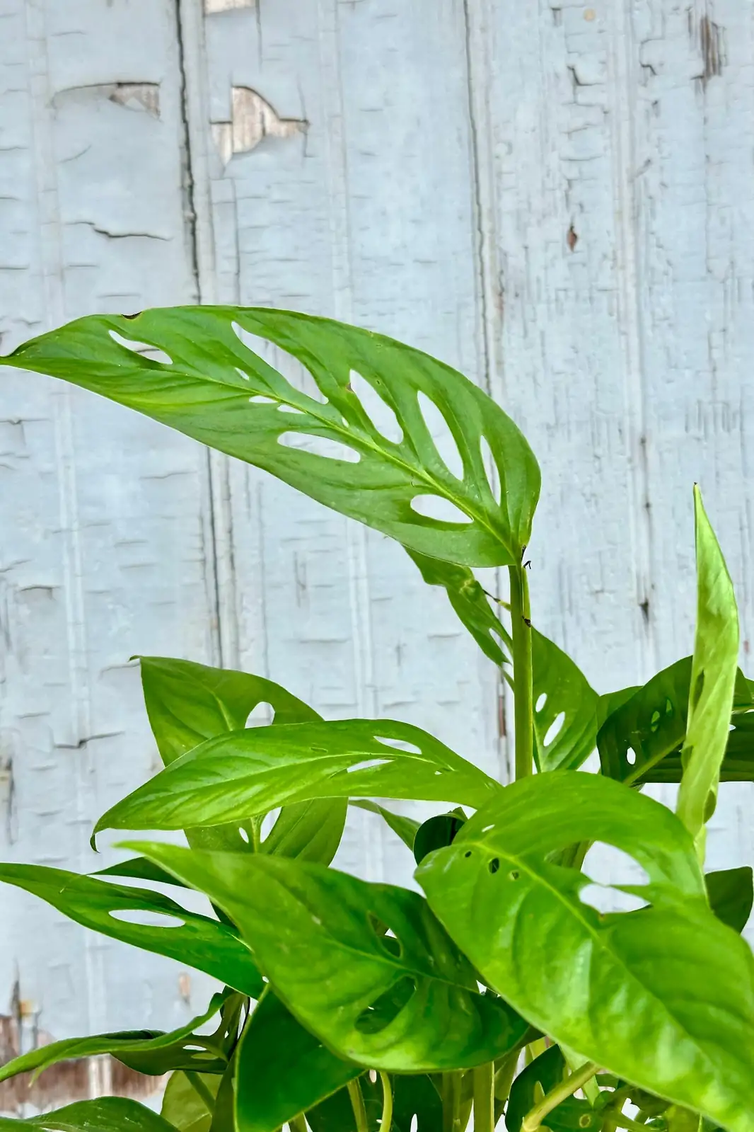 Monstera adansonii leaf close-up