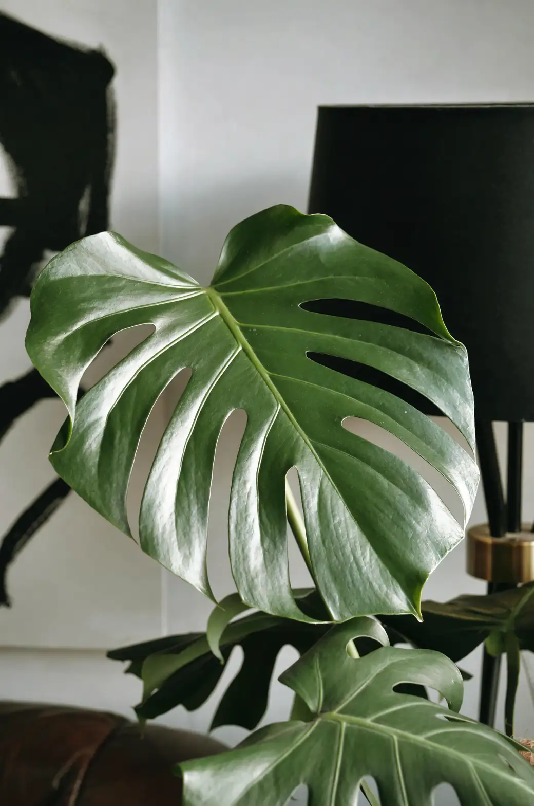 Monstera adansonii indoor placement