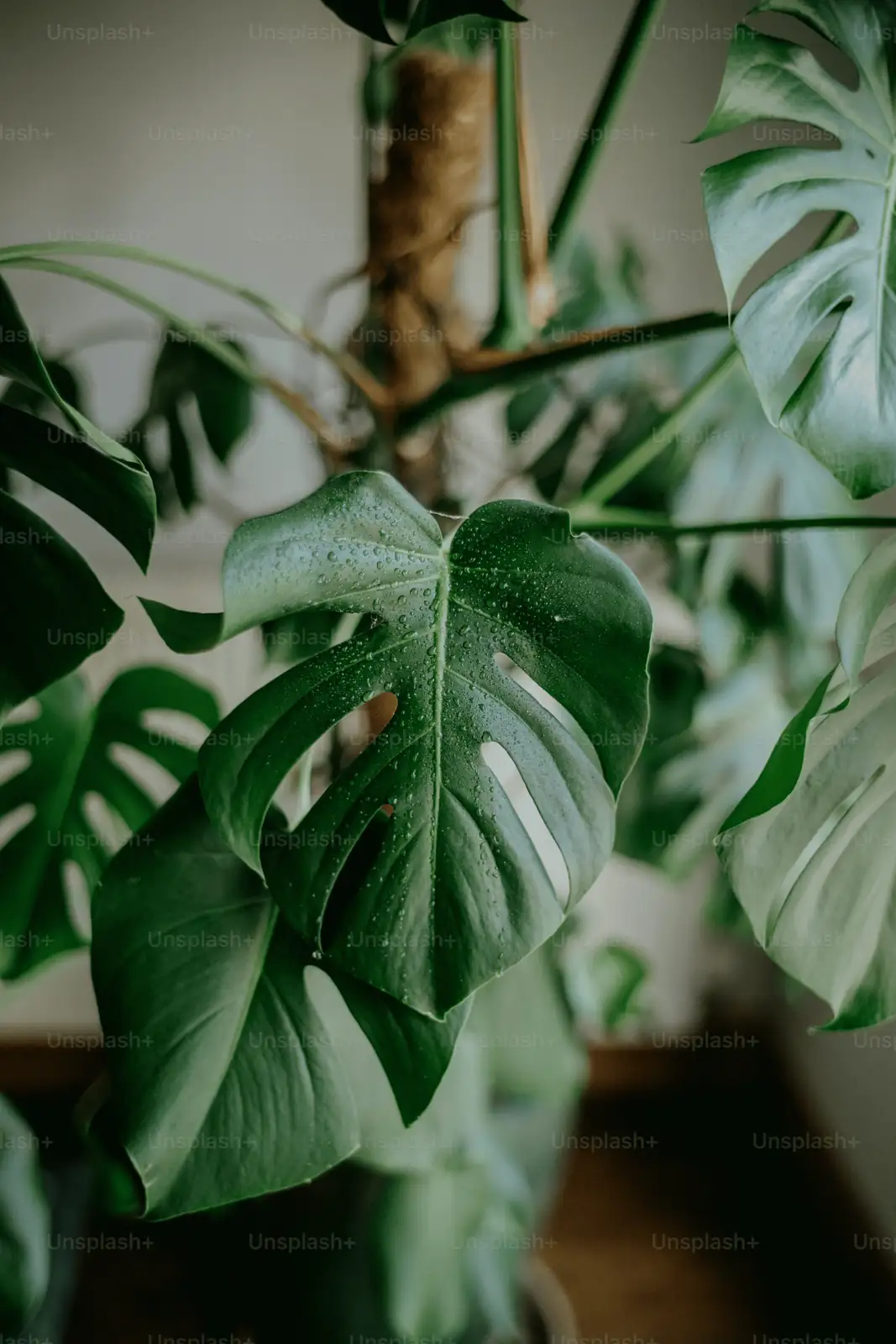 Monstera adansonii climbing moss pole