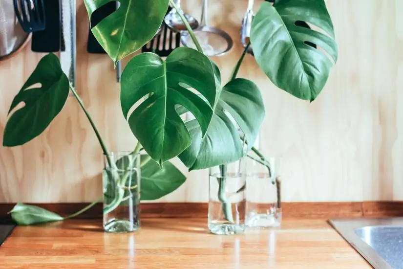 Monstera adansonii in southeast corner