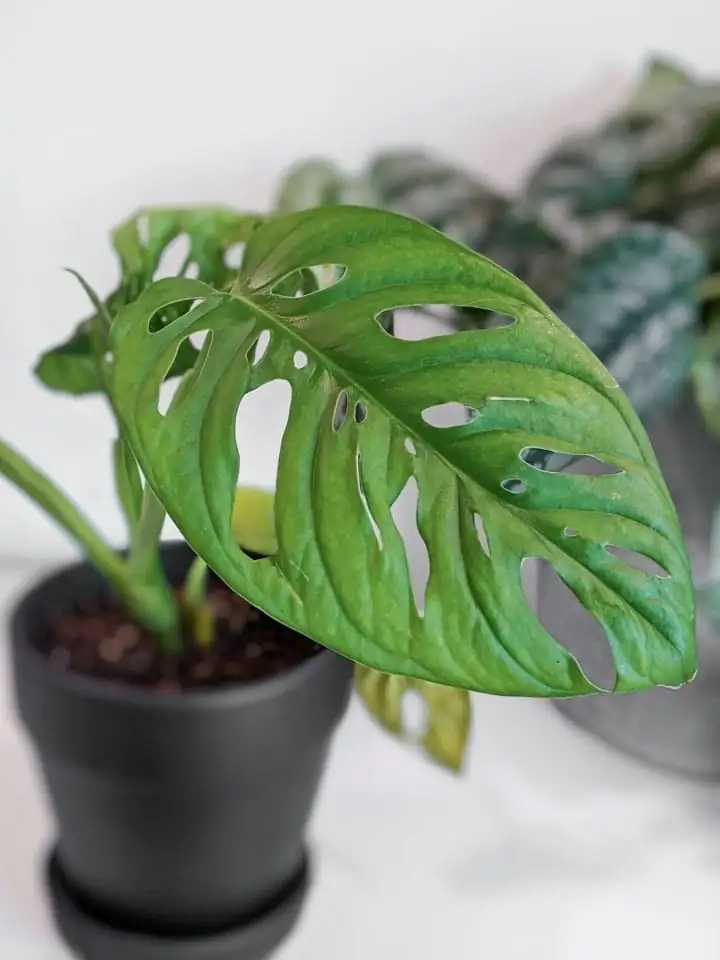 Monstera adansonii care tips