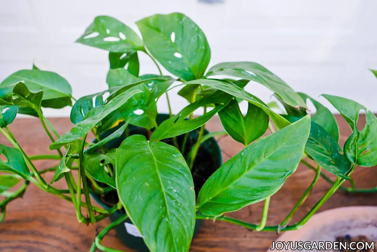 The Art of Propagation: Growing New Swiss Cheese Vines
