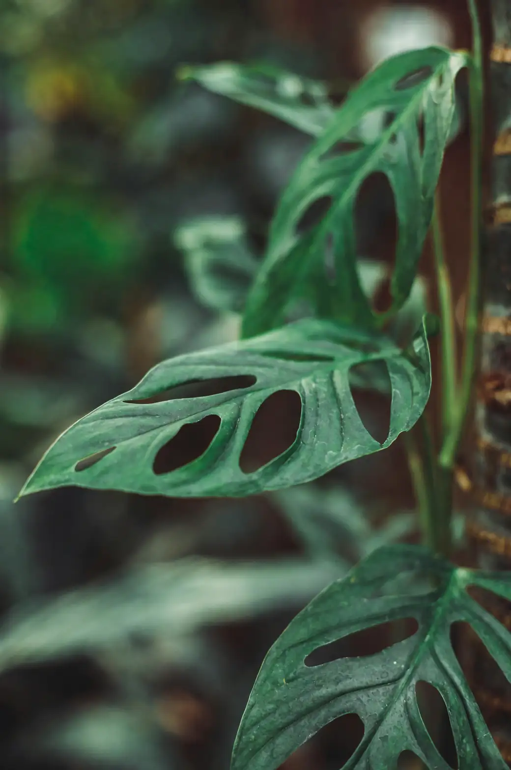 Interior Jungle: Styling Tips with the Swiss Cheese Vine