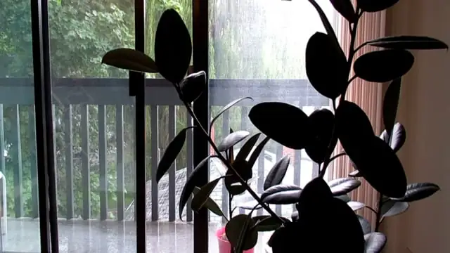 The Rubber Plant Care Guide: Your Secret to Lush, Glossy Leaves