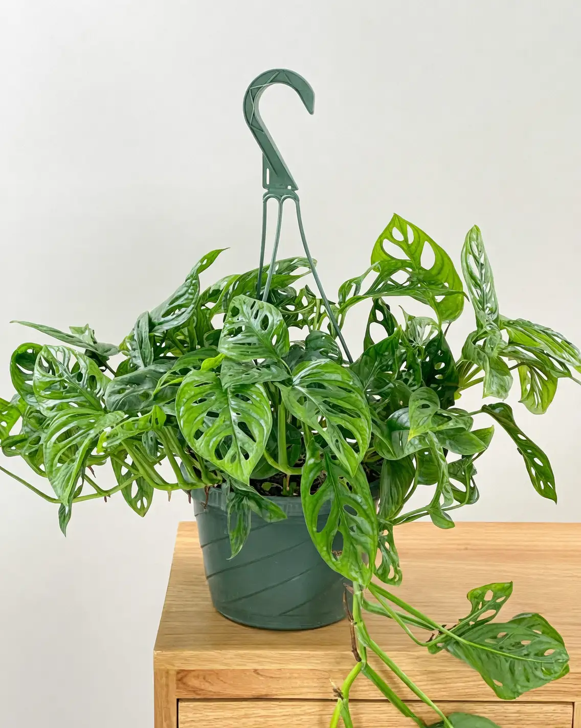 Monstera adansonii hanging basket