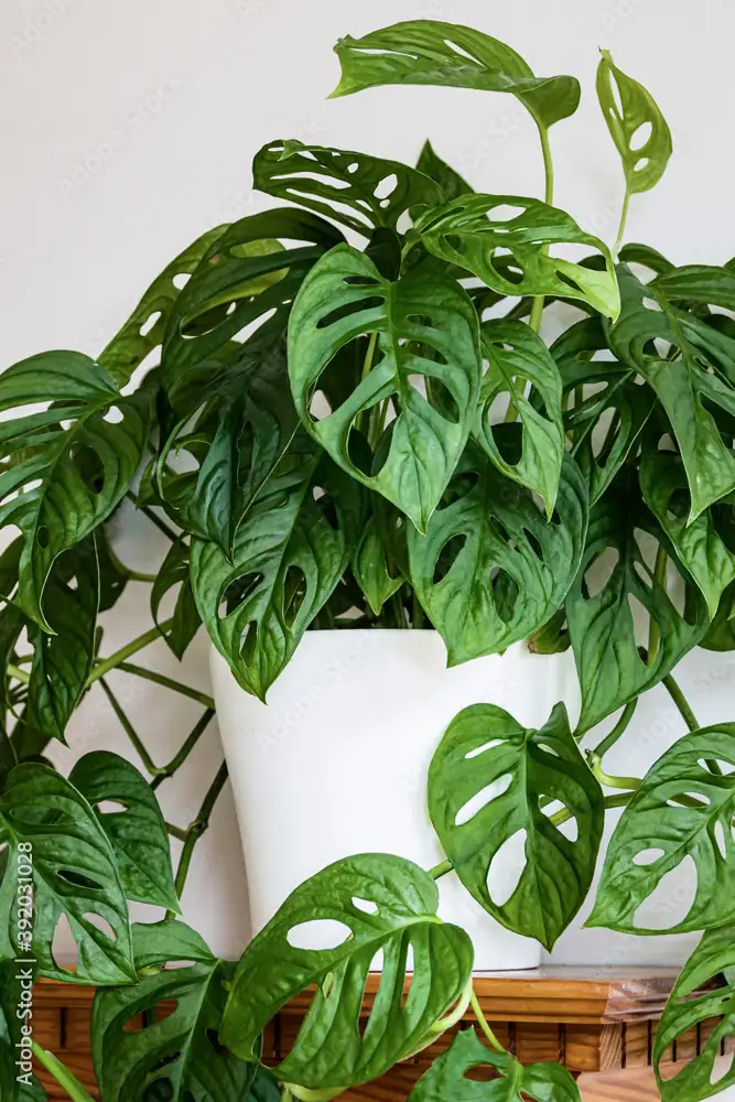 Monstera adansonii on shelf