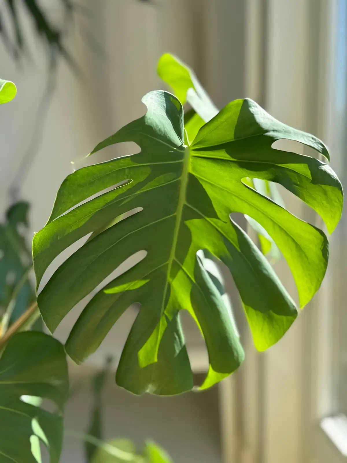 Monstera in indirect sunlight