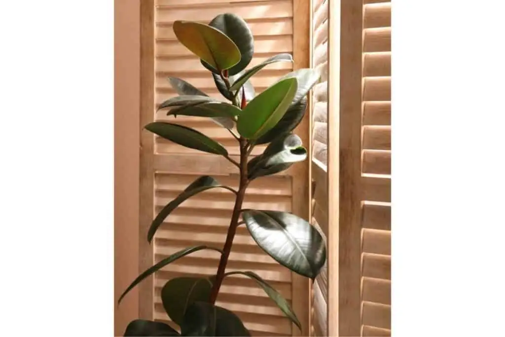 rubber plant near window light