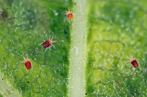 spider mites on rubber plant leaves