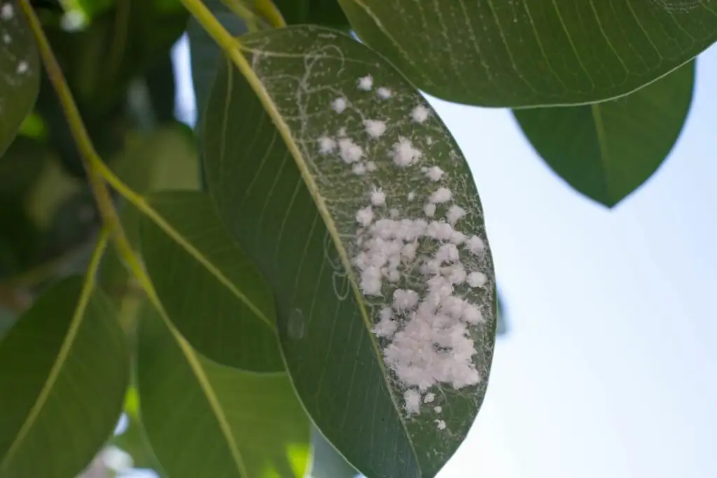 mealybugs on rubber plant