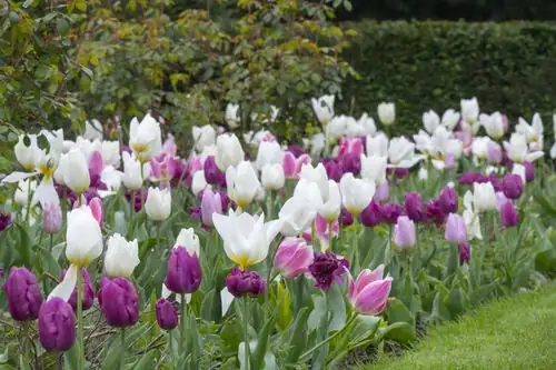Tulip Care Secrets: Mastering the Cool-and-Dry Cycle for Stunning Blooms!