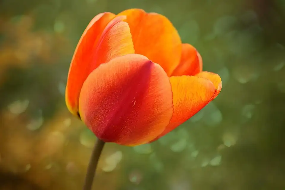 tulip blooming close-up