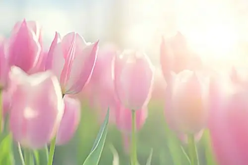 tulips in sunlight garden