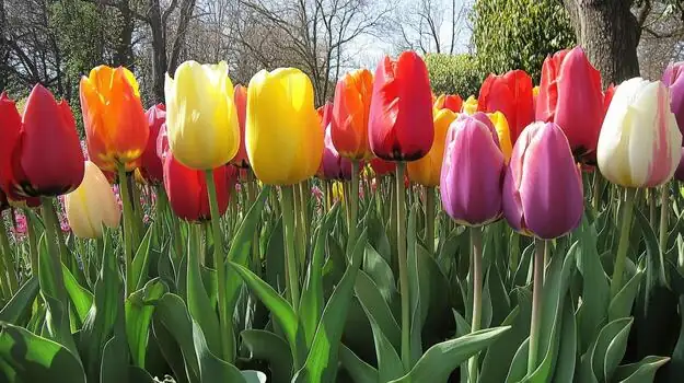 Tulip Troubles: Battling Botrytis and Other Common Pests