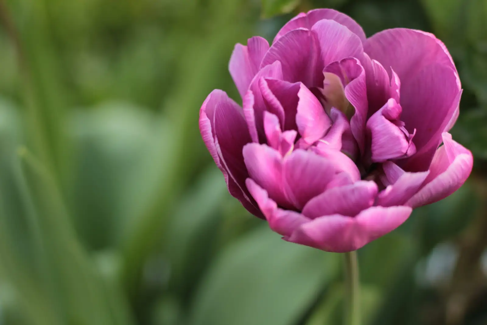 tulip leaves gray mold close-up